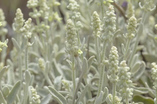 Gran Canaria - Sideritis dasygnaphala florası — Stok fotoğraf