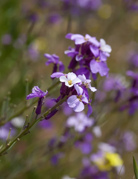 大加那利岛-丰富的 Erysimum albescens 开花植物区系 — 图库照片