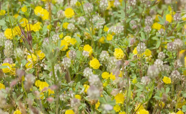 Gran Canaria, çiçekli yonca arvense florası — Stok fotoğraf