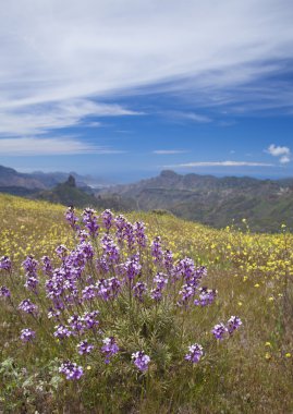Gran Canaria, Caldera de Tejeda Nisan ayında