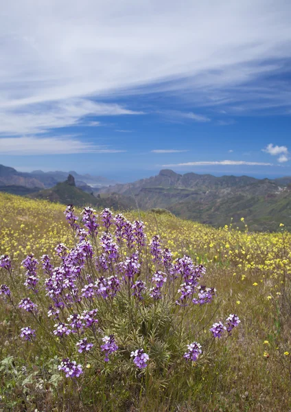 Gran Canaria, Caldera de Tejeda w kwietniu — Zdjęcie stockowe