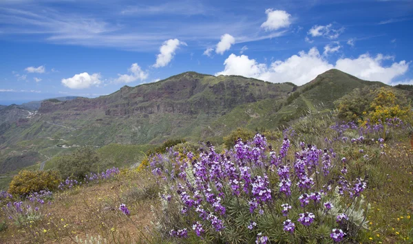 Gran Canaria, Caldera de Tejeda Nisan ayında