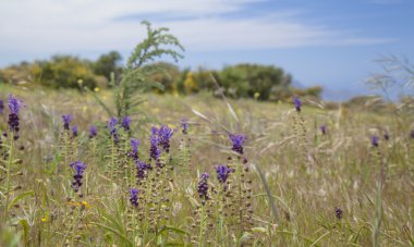 Gran Canaria, çiçekli Leopoldia comosa florası