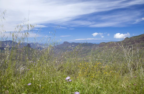 Gran Canaria, Caldera de Tejeda w kwietniu — Zdjęcie stockowe