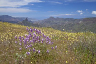 Gran Canaria, Caldera de Tejeda Nisan ayında