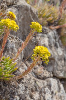 Gran Canaria, çiçekli Aeonium simsii florası