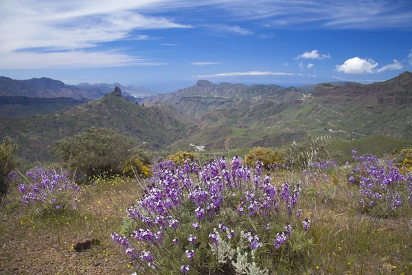 Gran Canaria, Caldera de Tejeda w kwietniu — Zdjęcie stockowe