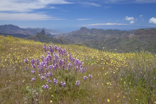 Gran Canaria, Caldera de Tejeda in April — Stockfoto