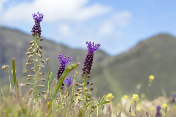 Flora von gran canaria, blühende leopoldia comosa — Stockfoto