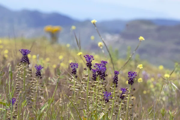 Flora von gran canaria, blühende leopoldia comosa — Stockfoto