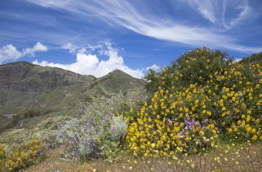 Gran Canaria, Caldera de Tejeda Nisan ayında
