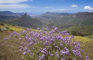 Gran Canaria, Caldera de Tejeda Nisan ayında