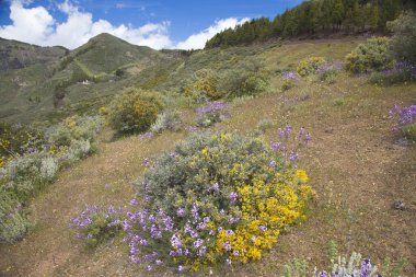 Gran Canaria, Caldera de Tejeda Nisan ayında