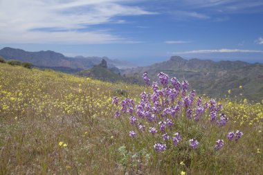 Gran Canaria, Caldera de Tejeda Nisan ayında