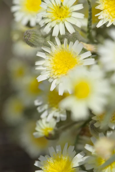 Flora, Gran Canaria, kvetoucí Sonchus — Stock fotografie