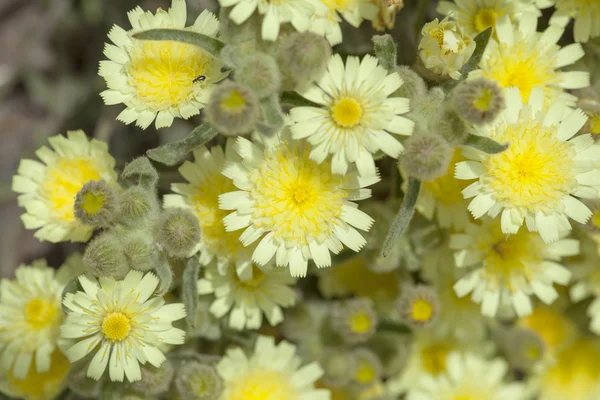 Flora de Gran Canaria, Sonchus Floreciente —  Fotos de Stock