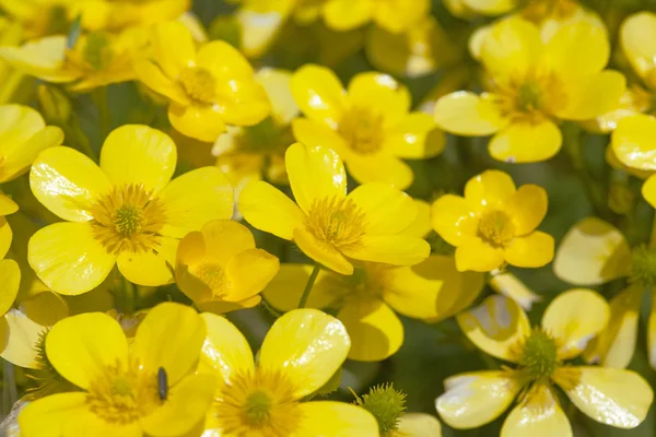 Flora, Gran Canaria, virágzás Ranunculus cortusifolius — Stock Fotó