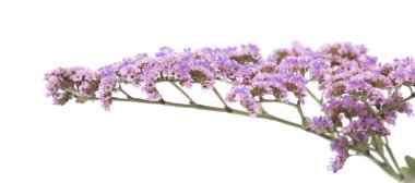 İzole Limonium pectinatum
