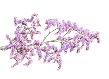 İzole Limonium pectinatum