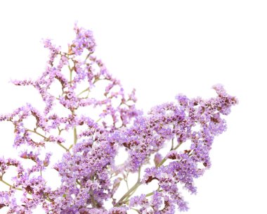  İzole Limonium pectinatum