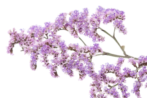 İzole Limonium pectinatum