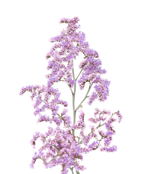 Limonium pectinatum na białym tle — Zdjęcie stockowe