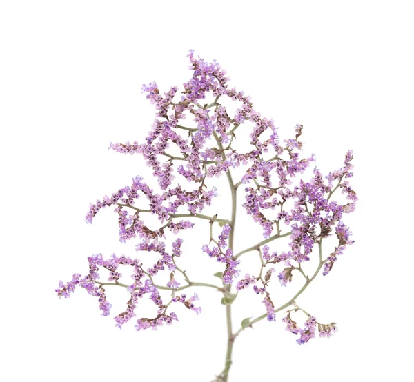 İzole Limonium pectinatum