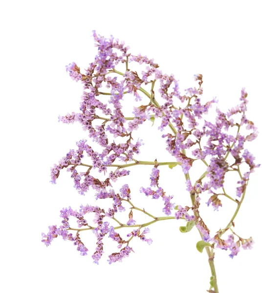 İzole Limonium pectinatum