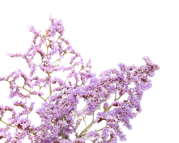 Limonium pectinatum isoliert — Stockfoto