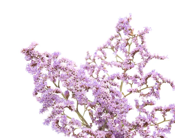 Limonium pectinatum izolované — Stock fotografie