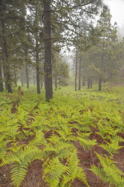 Interior de Gran Canaria, día de niebla — Foto de Stock