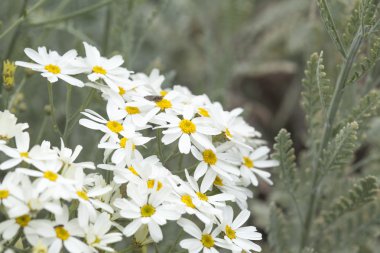 gran canaria - tanacetum ptarmiciflorum florası