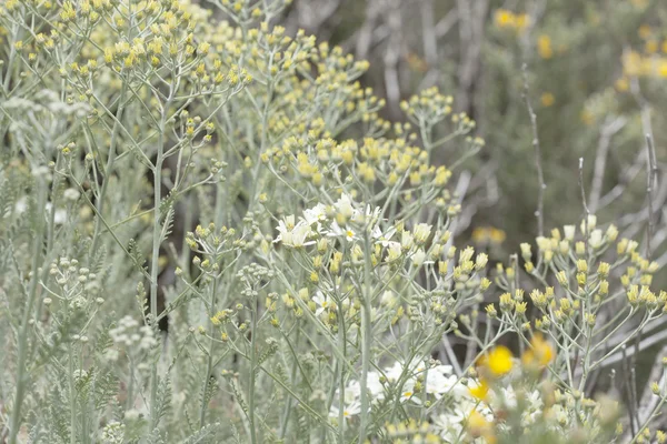 Flora of Gran Canaria - Tanacetum ptarmiciflorum — Stock Photo, Image