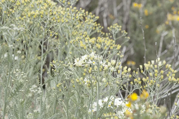 Flore de Gran Canaria - Tanacetum ptarmiciflorum — Photo