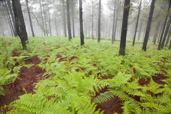 Interior de Gran Canaria, día de niebla — Foto de Stock