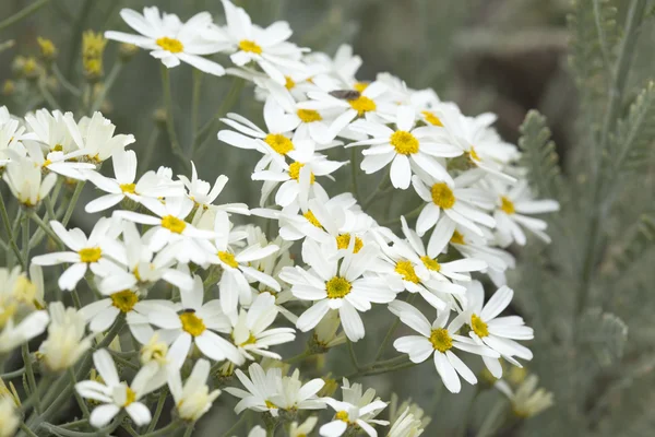 Flora di Gran Canaria - Tanacetum ptarmiciflorum — Foto Stock