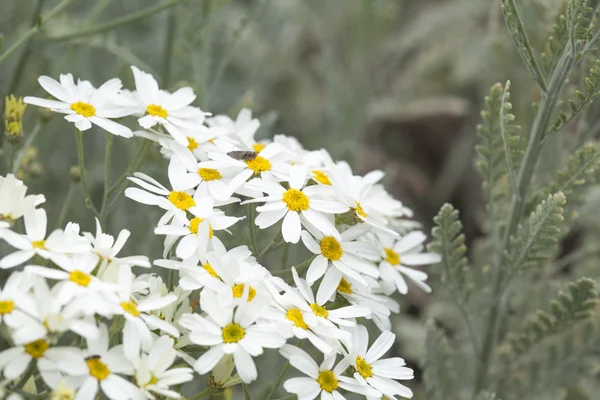 Flora di Gran Canaria - Tanacetum ptarmiciflorum — Foto Stock