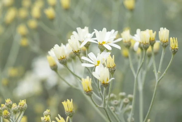 Gran canaria - tanacetum ptarmiciflorum florası — Stok fotoğraf