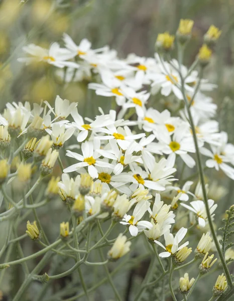 Flora of Gran Canaria - Tanacetum ptarmiciflorum — Stock Photo, Image