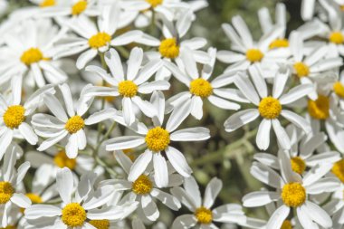 gran canaria - tanacetum ptarmiciflorum florası