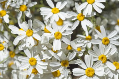 gran canaria - tanacetum ptarmiciflorum florası