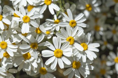 gran canaria - tanacetum ptarmiciflorum florası