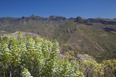 Gran Canaria - Echium decaisnei florası