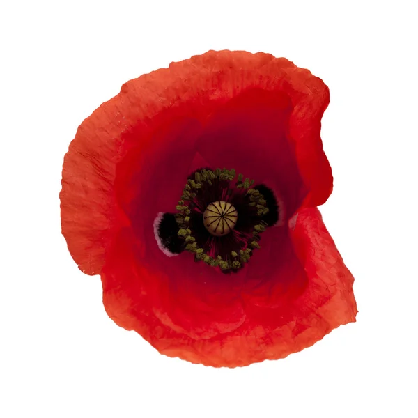 Red poppy isolated — Stock Photo, Image
