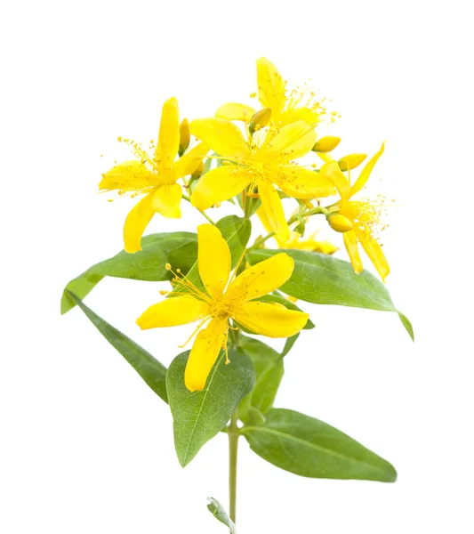 Canarische eilanden St. John's-wort — Stockfoto