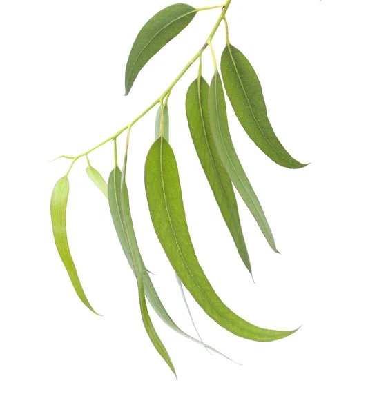 Fresh eucalyptus leaves — Stock Photo, Image