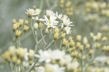 gran canaria - tanacetum ptarmiciflorum florası