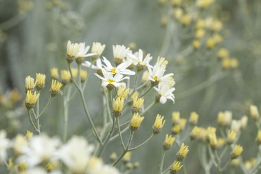 gran canaria - tanacetum ptarmiciflorum florası