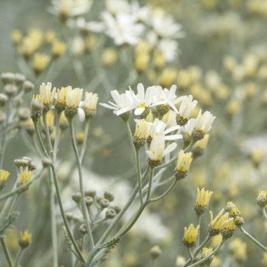 gran canaria - tanacetum ptarmiciflorum florası