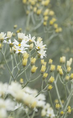 gran canaria - tanacetum ptarmiciflorum florası